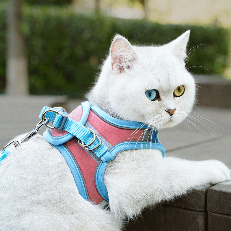 Cat Harness